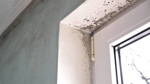 Best Home Mold Removal  in Tenino, WA
