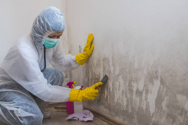 Attic Mold Removal in Tenino, WA