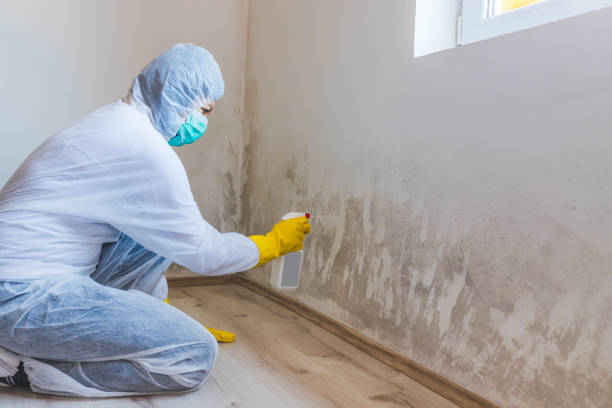 Best Commercial Mold Removal  in Tenino, WA