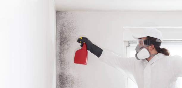 Best Emergency Mold Removal  in Tenino, WA
