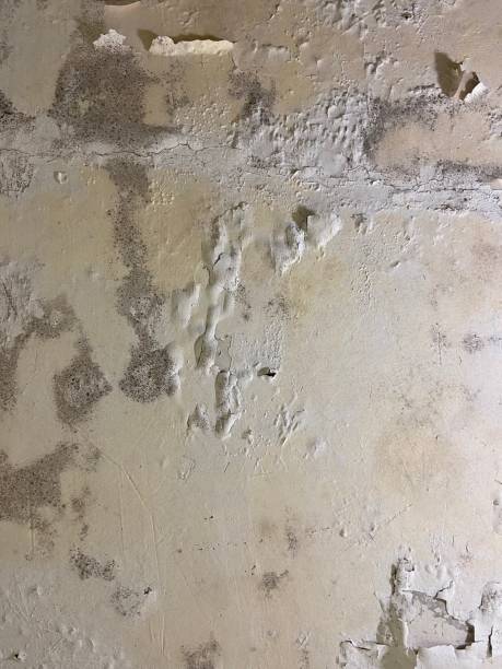 Best Mold Testing  in Tenino, WA