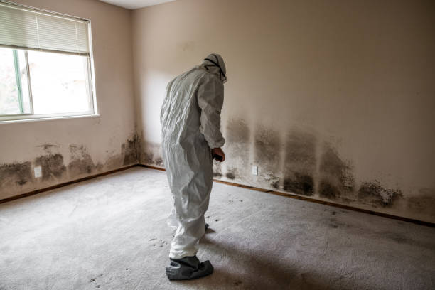 Best Residential Mold Removal  in Tenino, WA