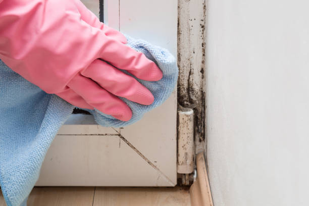 Best Mold Testing and Removal  in Tenino, WA