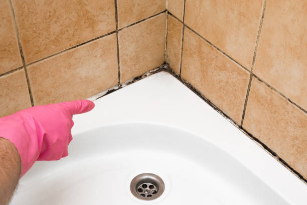 Best Mold Removal Near Me  in Tenino, WA