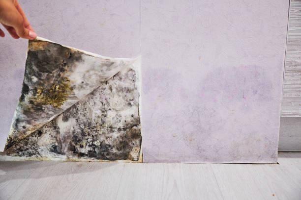 Best Mold Removal Company Near Me  in Tenino, WA